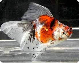 FANTAIL - CALICO - 4-5 inch